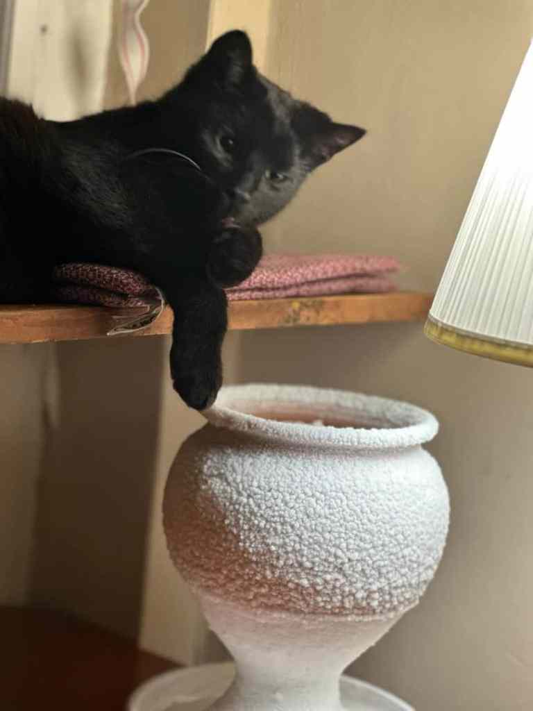 kisállat otthon sókehely